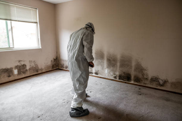 Best Mold Removal for HVAC Installations  in Daly City, CA